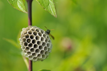 Gallische Feldwespe auch Französische Feldwespe,Polistes dominula beim Nestbau