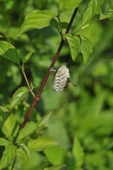 Gallische Feldwespe auch Französische Feldwespe,Polistes dominula beim Nestbau