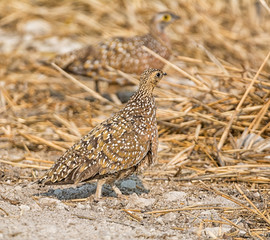 Burchell's Sandgrouse