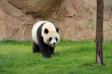 Obraz na płótnie Canvas panda géant - zooparc de Beauval 