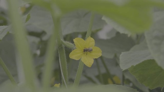 Cucumber's flower with a bee pollinating. Close up, ungraded footage, s-log