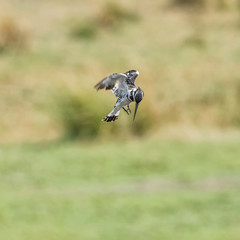Pied Kingfisher