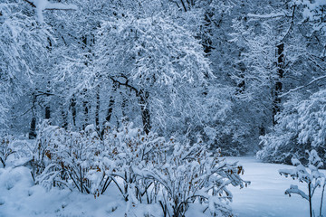The trees in the Park after the snowfall are completely covered with snow.