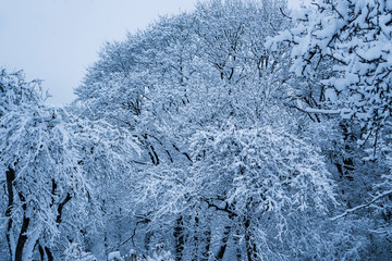 The trees in the Park after the snowfall are completely covered with snow.