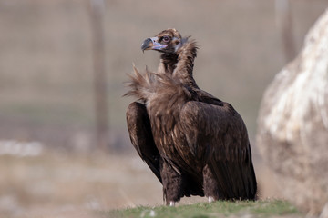 Cinereous Vulture Birds