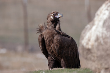 Cinereous Vulture Birds