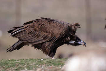 Obraz premium Cinereous Vulture Birds
