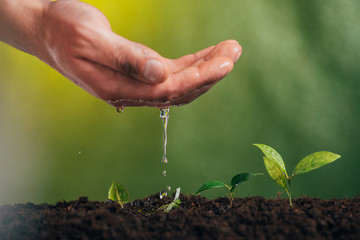 partial view of man watering young green plant on blurred background, earth day concept