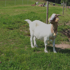 White goat with a bell and herd in distance