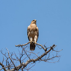 Tawny Eagle