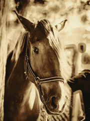 Horse close-up. Wildlife. Equestrian sport.