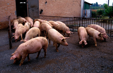 breeding of pigs