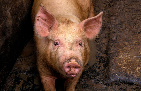 pigs breeding of Parma