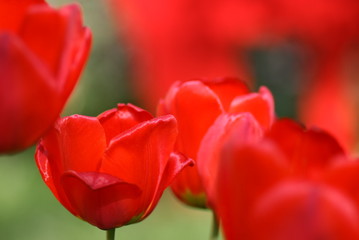 Tulpen