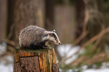 badger running in snow, winter scene with badger in snow