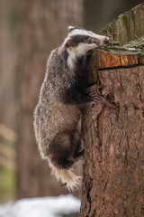 badger running in snow, winter scene with badger in snow