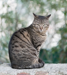 chat gris au regard persan