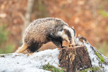 badger running in snow, winter scene with badger in snow