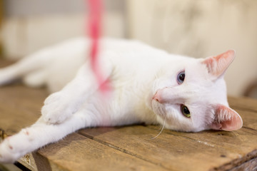 Fototapeta premium white cat sleeping and playing on wooden table