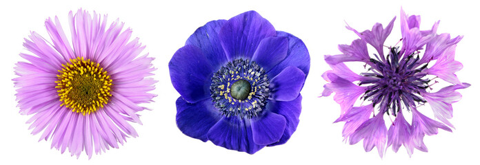 Three different blue and purple flowers close-up isolated on white background