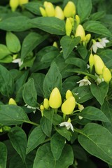 Obraz premium Fresh chilli on tree in the garden