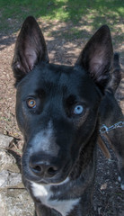chien yeux bicolores