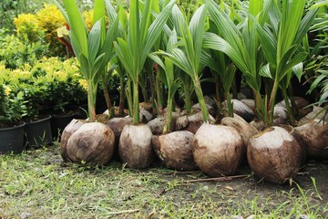 Sprout of coconut tree for planting in garden