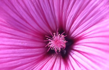 Hibiskusblüte © Hubert