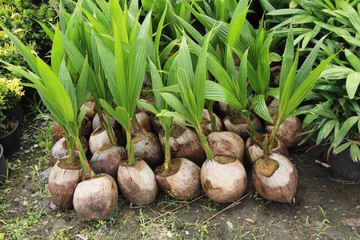 Sprout of coconut tree for planting in garden