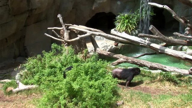 Black Bears and Waterfall-pan-zoom