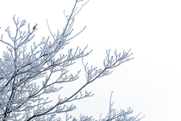 Fototapeta na wymiar freezing rain and ice on tree branches