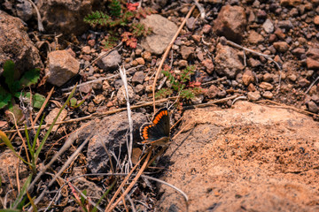 black with orange butterfly on the ground