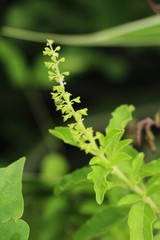 Basil tree at organic in the garden