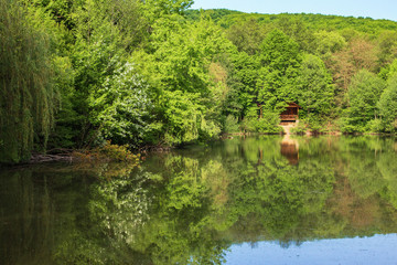 pond in the park. beautiful springtime scenery. beech forest on the shore reflecting in the water surface. sunny weather