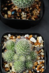 Beautiful small the cactus in the pot