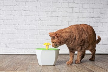 Thirsty ginger cat looking curious to a pet drinking fountain. Side view with copy space.	