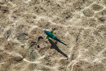 Coral fish in the Red Sea. Green and blue big fish in clear water. Egypt