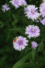 Obraz premium Purple flower is beauty in the garden