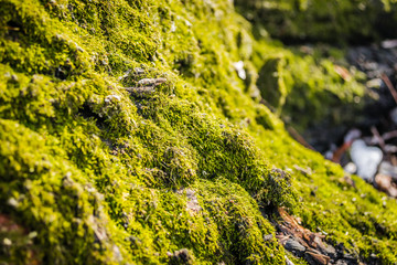 Moss on the tree bark