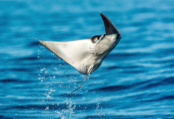 Fototapeta premium Mobula ray jumping out of the water. Mobula munkiana, known as the manta de monk, Munk's devil ray, pygmy devil ray, smoothtail mobula. Blue ocean background.