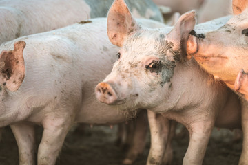 Young pink pigs in the farm. Animal protection concept