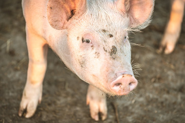 Young pink pigs in the farm. Animal protection concept