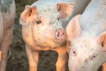 Young pink pigs in the farm. Animal protection concept