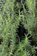 Rosemary in pot with nature at garden
