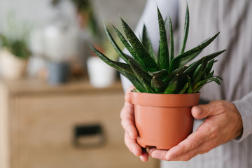 Floristry art. Creative caring lifestyle. Houseplant flowerpot in mans hands.