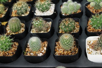 Beautiful small the cactus in the pot