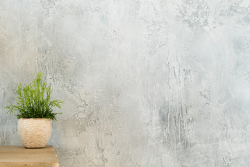 Indoor plant decor. Design concept. Single houseplant on dresser. Copy space on grey textured...