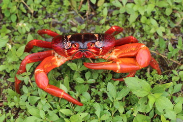 Christmas Island red crab (Gecarcoidea natalis) © Benoit
