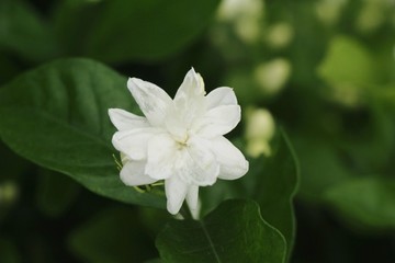 Obraz na płótnie Canvas White flower is beauty in the garden