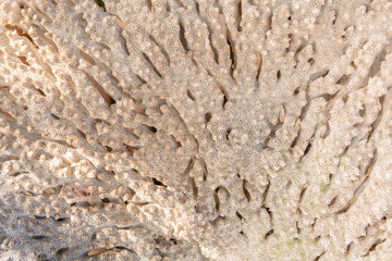 Closeup of white corals, Coral texture 